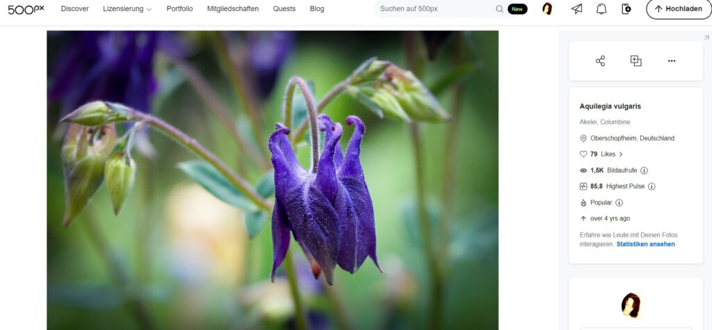 Bild von einer blauen Akeleiblüte im eigenen Garten